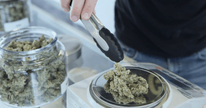 noxx blog image - picked flower bud out of jar with tongs
